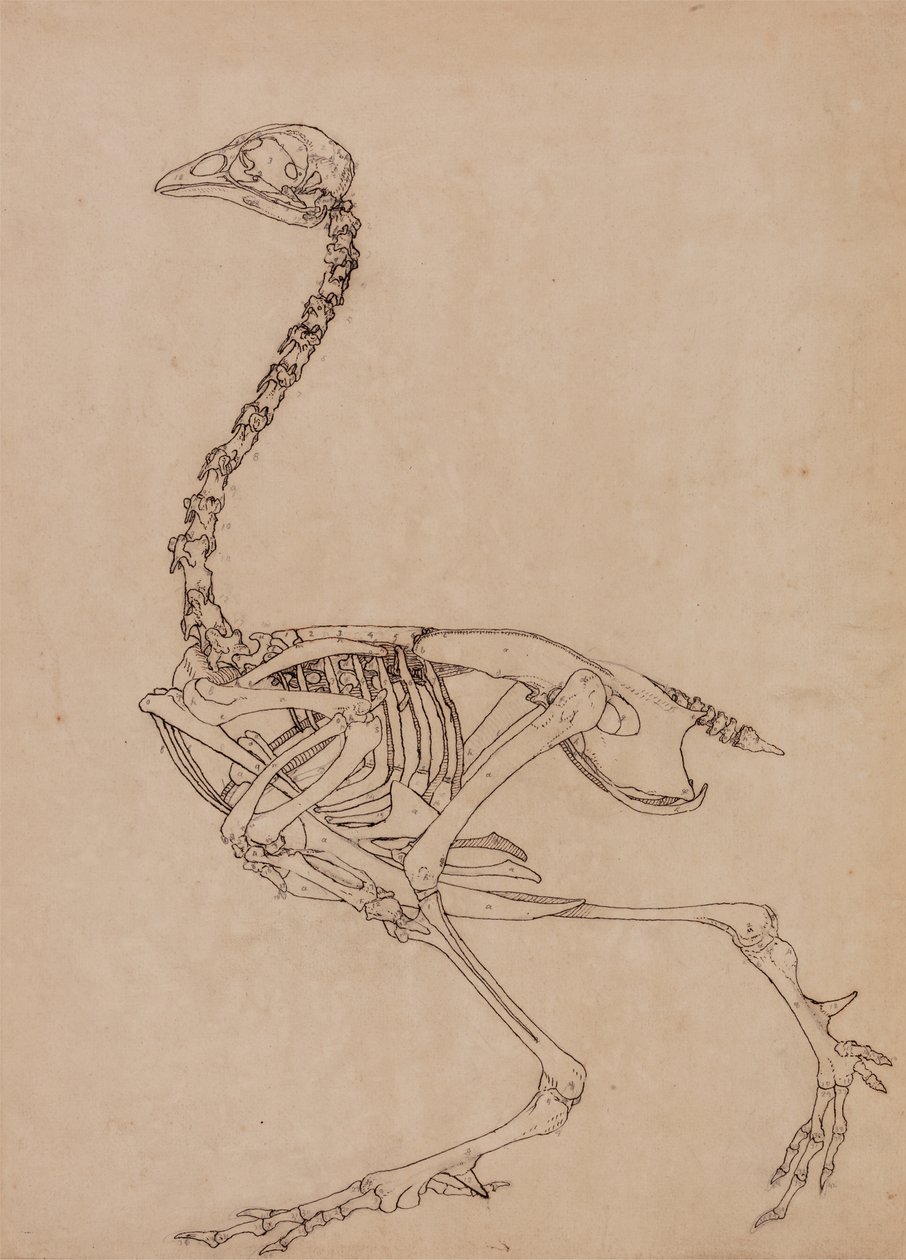 Studio di un volatile, vista laterale, da A Comparative Anatomical Exposition of the Structure of the Human Body with that of a Tiger and a Common Fowl da George Stubbs