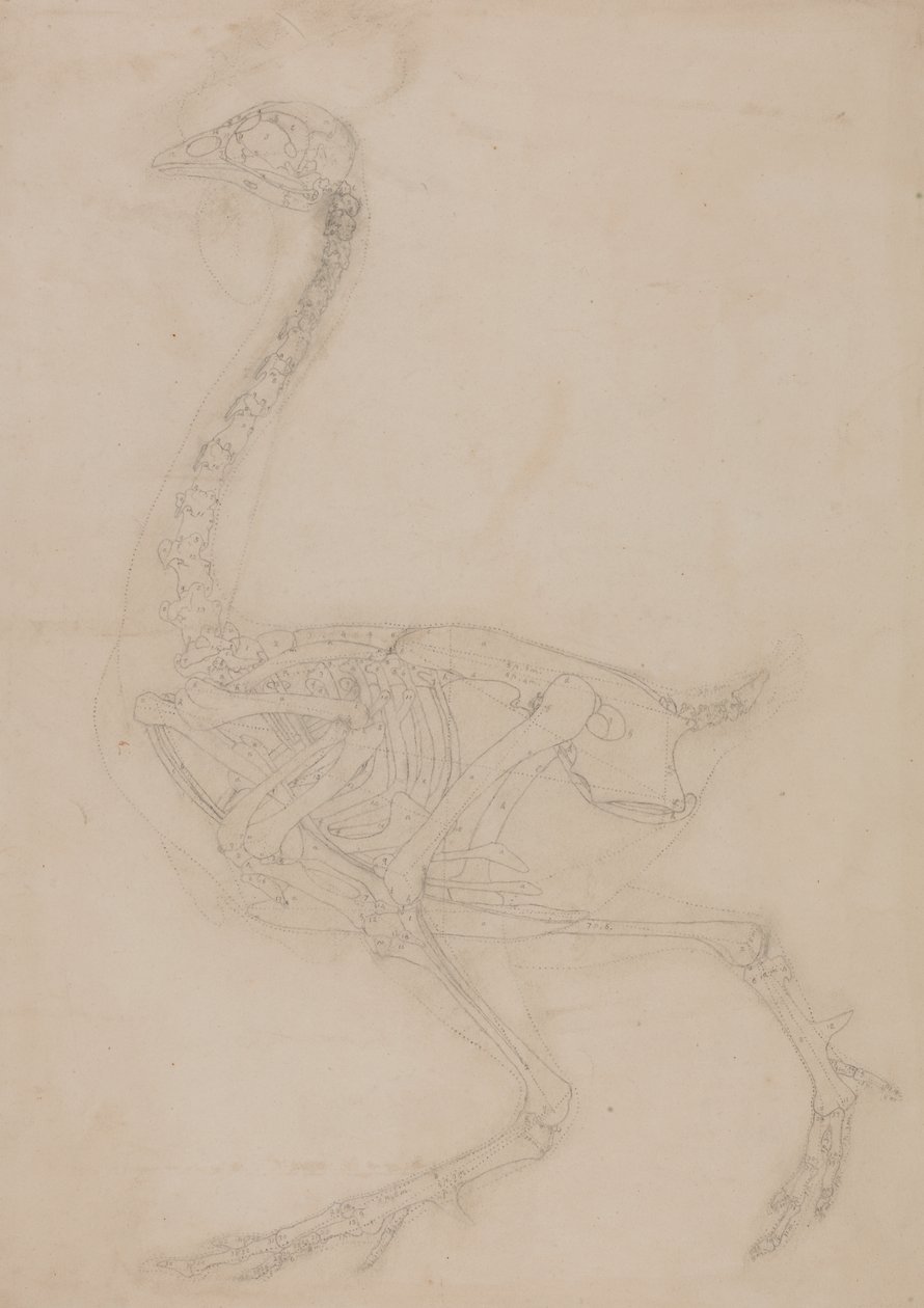 Studio di un volatile, vista laterale, da A Comparative Anatomical Exposition of the Structure of the Human Body with that of a Tiger and a Common Fowl da George Stubbs
