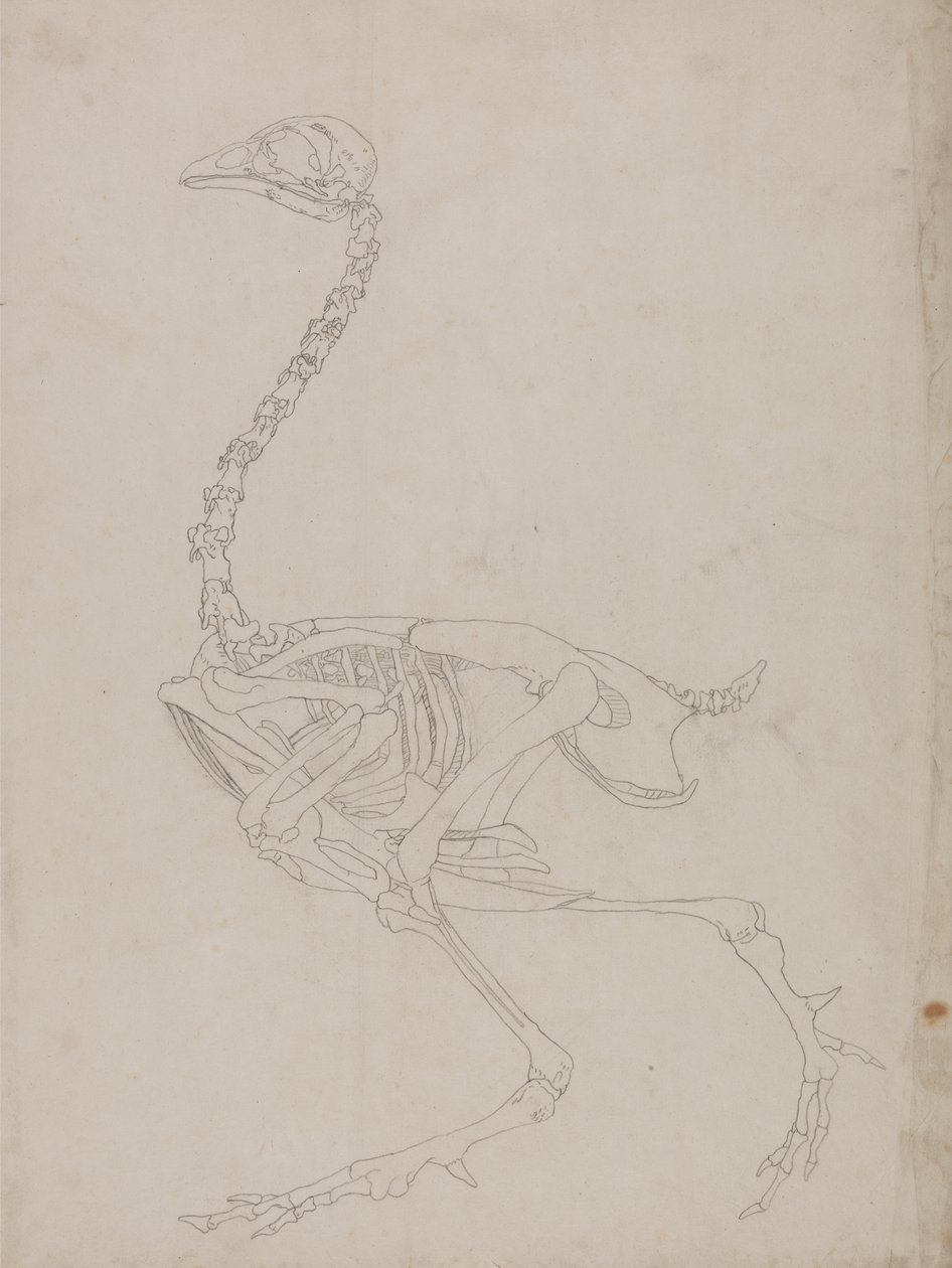 Studio di un volatile, vista laterale, da A Comparative Anatomical Exposition of the Structure of the Human Body with that of a Tiger and a Common Fowl da George Stubbs