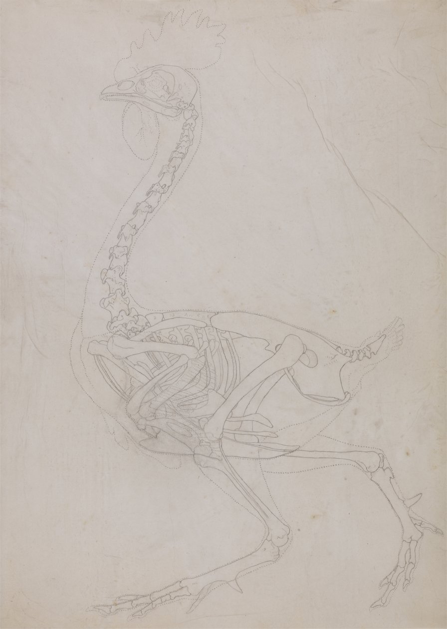 Studio di un volatile, vista laterale, da A Comparative Anatomical Exposition of the Structure of the Human Body with that of a Tiger and a Common Fowl da George Stubbs