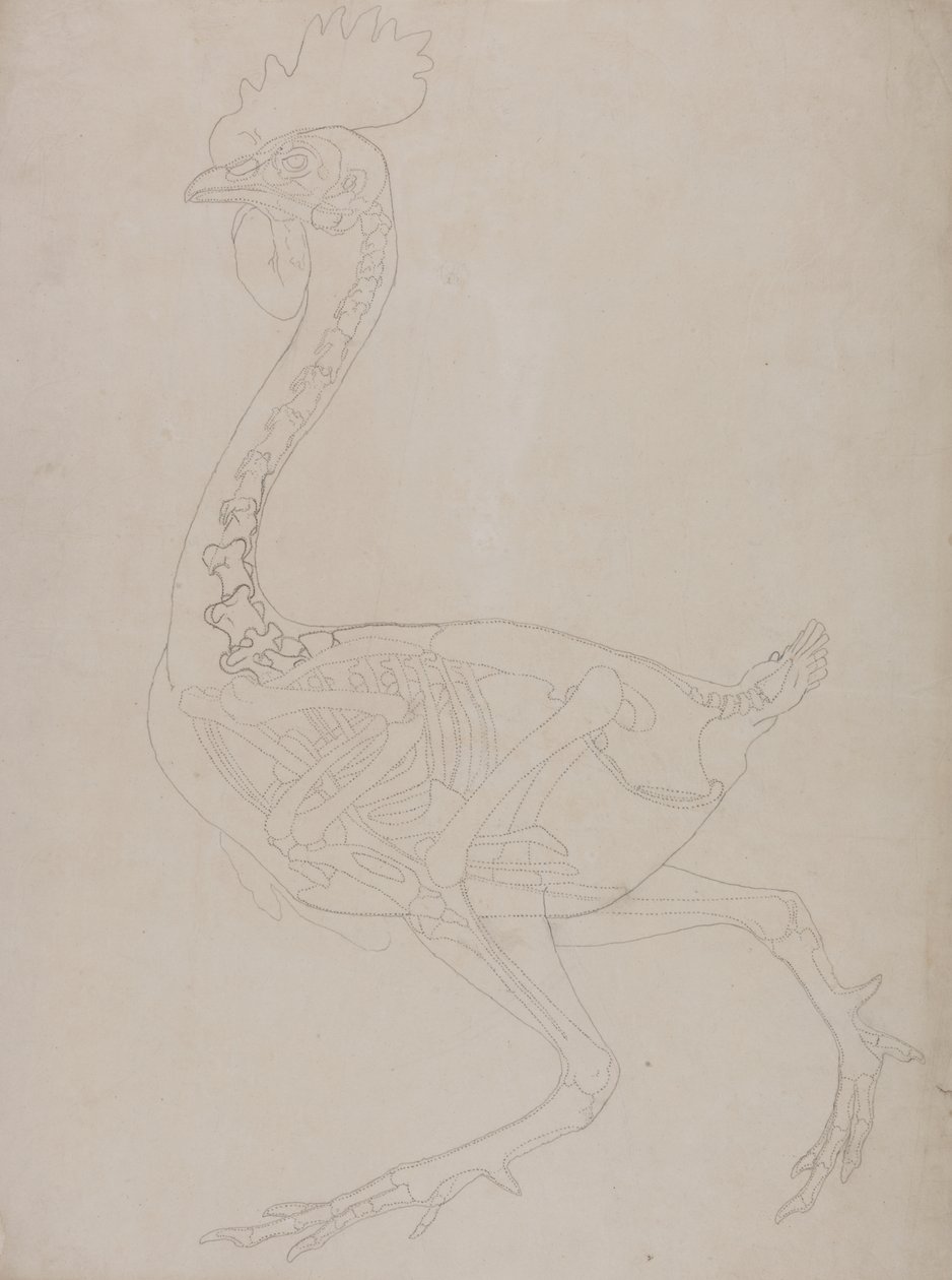 Studio di un volatile, vista laterale, da A Comparative Anatomical Exposition of the Structure of the Human Body with that of a Tiger and a Common Fowl da George Stubbs