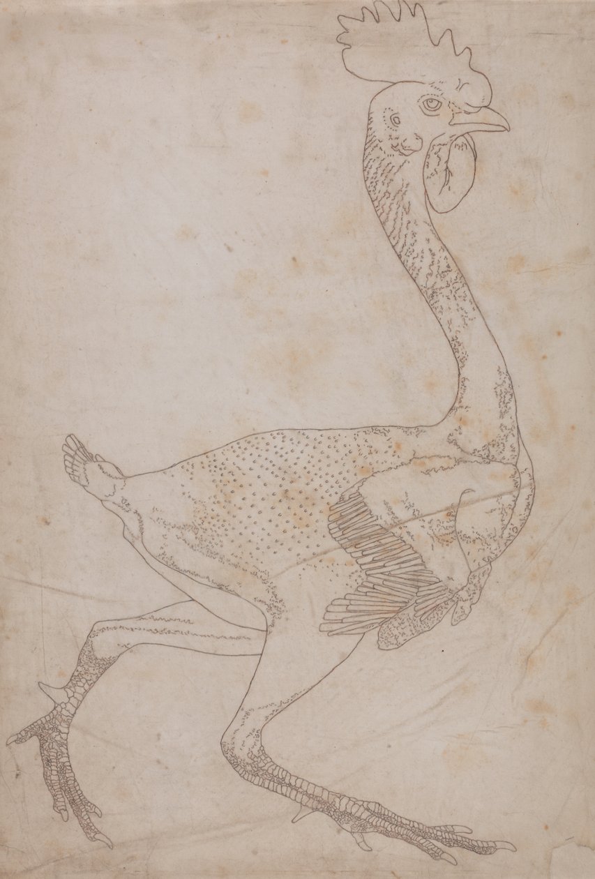 Studio di un Pollo, Vista Laterale, da Una Esposizione Anatomica Comparativa della Struttura del Corpo Umano con quella di una Tigre e di un Pollo Comune, 1795-1806 da George Stubbs