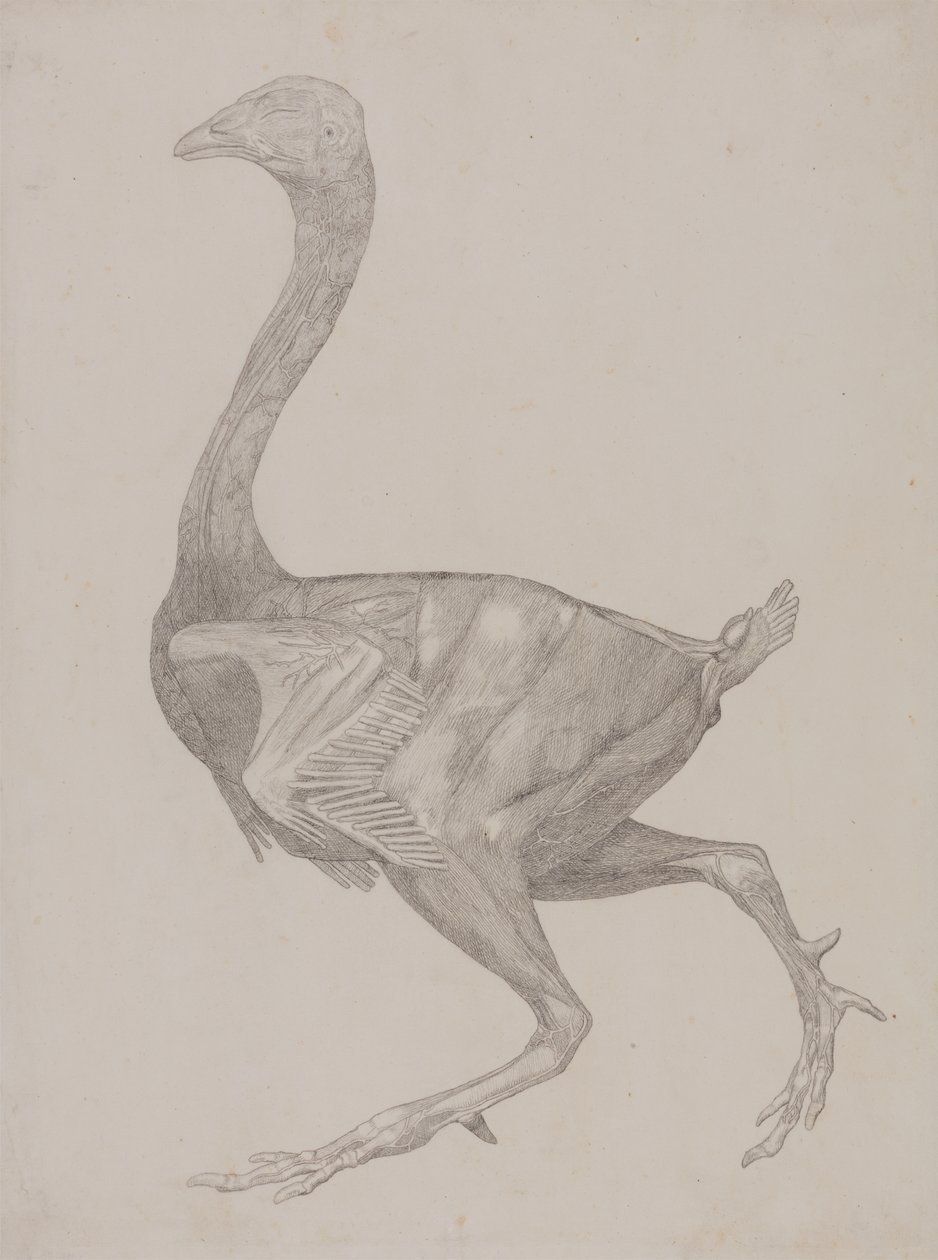 Studio di un Pollo, Vista Laterale, da Una Esposizione Anatomica Comparativa della Struttura del Corpo Umano con quella di una Tigre e di un Pollo Comune, 1795-1806 da George Stubbs
