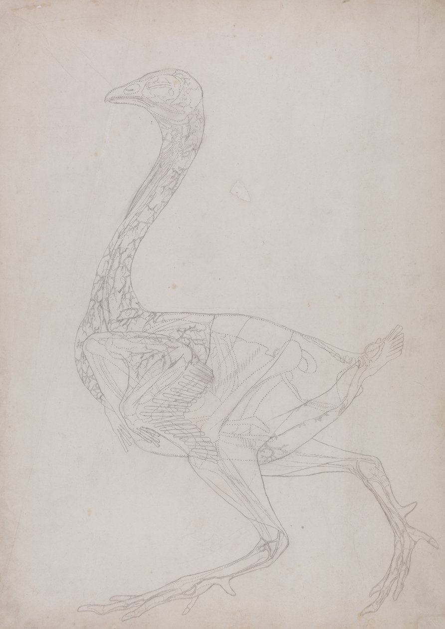 Studio di un Pollo, Vista Laterale, da Una Esposizione Anatomica Comparativa della Struttura del Corpo Umano con quella di una Tigre e di un Pollo Comune, 1795-1806 da George Stubbs