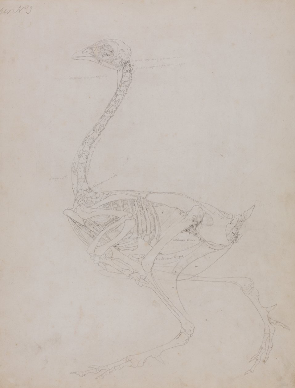 Studio di un Pollo, Vista Laterale, da Una Esposizione Anatomica Comparativa della Struttura del Corpo Umano con quella di una Tigre e di un Pollo Comune, 1795-1806 da George Stubbs