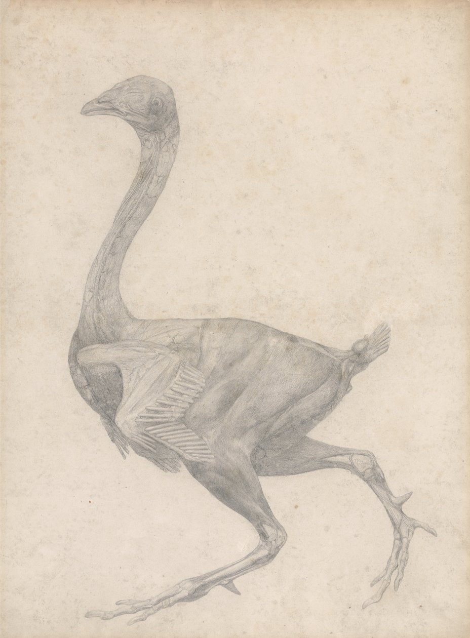 Studio di un pollo, vista laterale, con pelle e strati fasciali sottostanti rimossi, da A Comparative Anatomical Exposition of the Structure of the Human Body with that of a Tiger and a Common Fowl, 1795 da George Stubbs