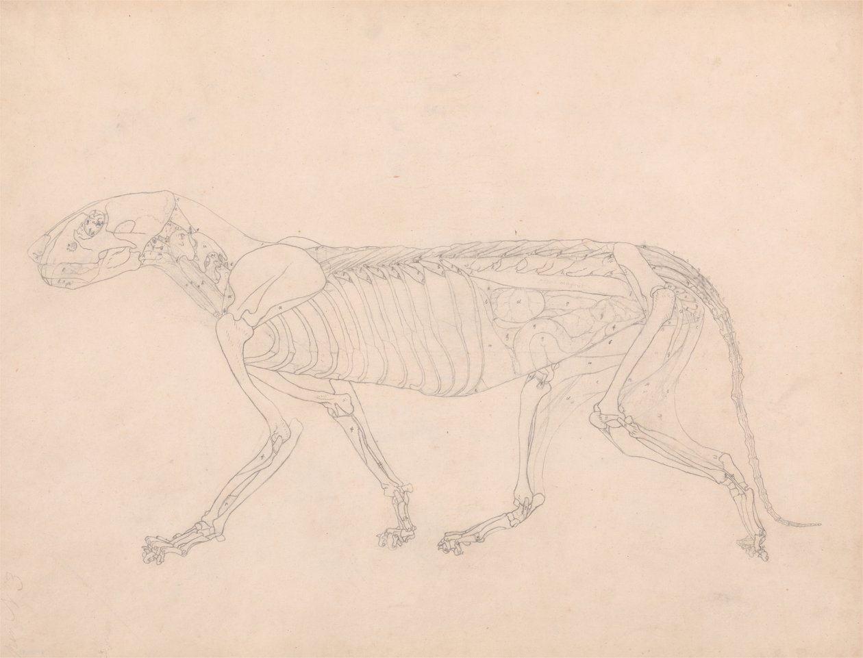 Studio di una tigre, vista laterale, visceri addominali esposti, da A Comparative Anatomical Exposition of the Structure of the Human Body with that of a Tiger and a Common Fowl, c.1795-1806 da George Stubbs