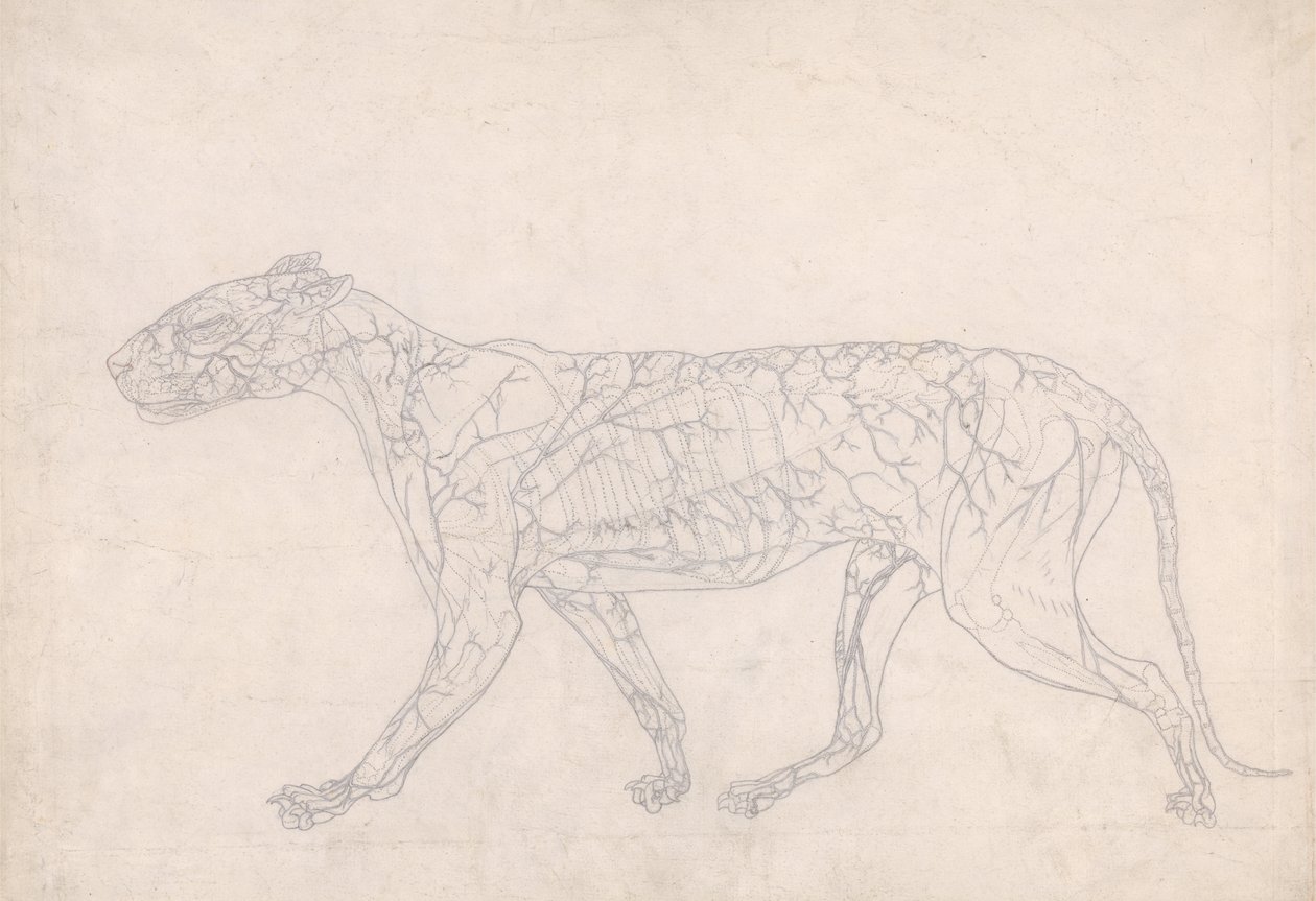 Studio di una tigre, vista laterale, diagramma che mostra l