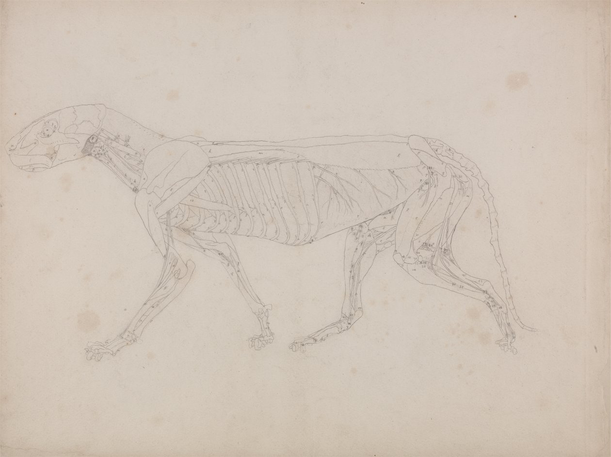 Studio di una tigre, vista laterale, da A Comparative Anatomical Exposition of the Structure of the Human Body with that of a Tiger and a Common Fowl, c.1795-1806 da George Stubbs