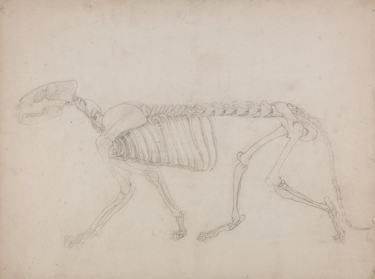 Studio di una tigre, vista laterale, da A Comparative Anatomical Exposition of the Structure of the Human Body with that of a Tiger and a Common Fowl da George Stubbs