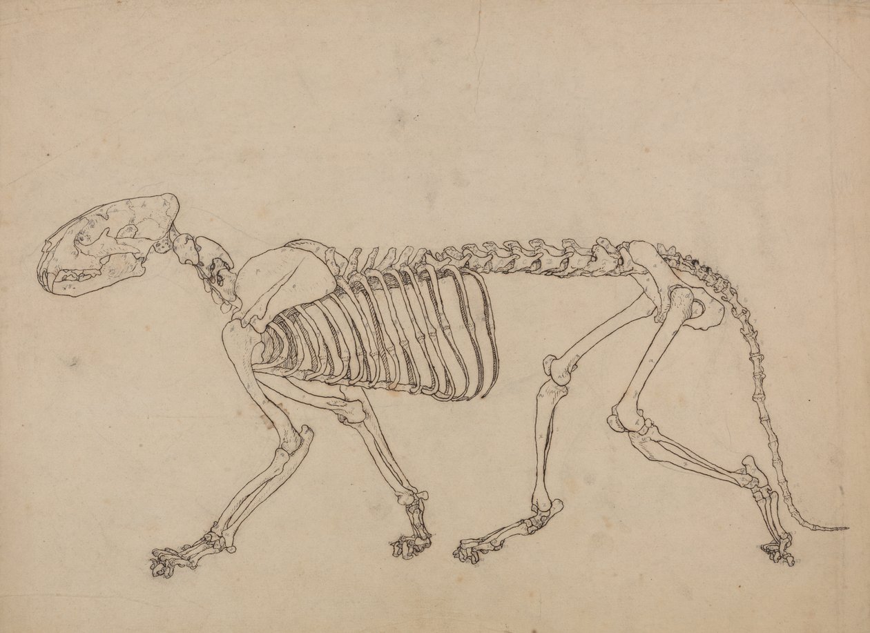 Studio di una tigre, vista laterale, da A Comparative Anatomical Exposition of the Structure of the Human Body with that of a Tiger and a Common Fowl da George Stubbs
