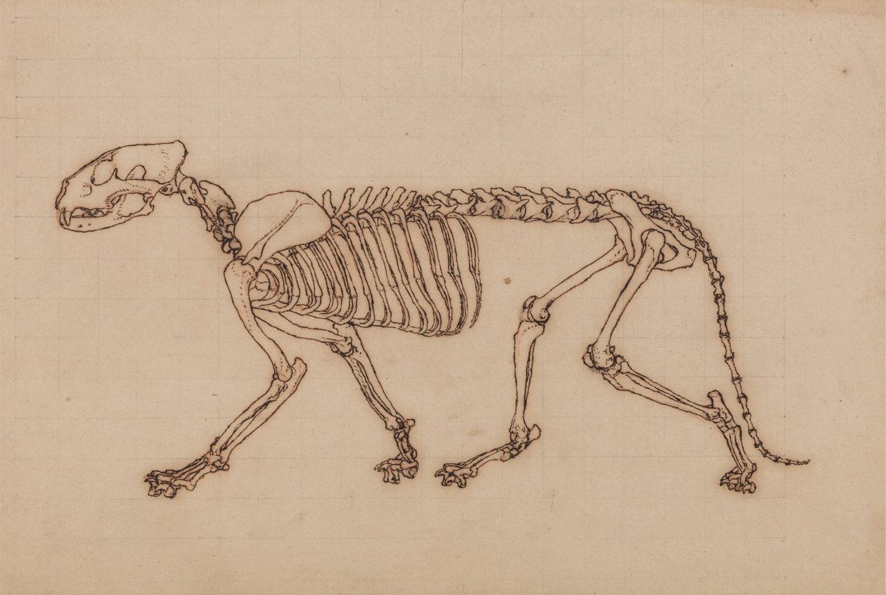 Studio di una tigre, vista laterale, da A Comparative Anatomical Exposition of the Structure of the Human Body with that of a Tiger and a Common Fowl da George Stubbs