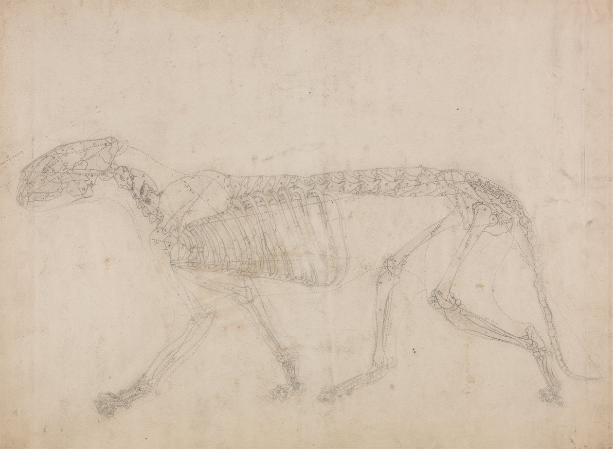 Studio di una tigre, vista laterale, da A Comparative Anatomical Exposition of the Structure of the Human Body with that of a Tiger and a Common Fowl da George Stubbs