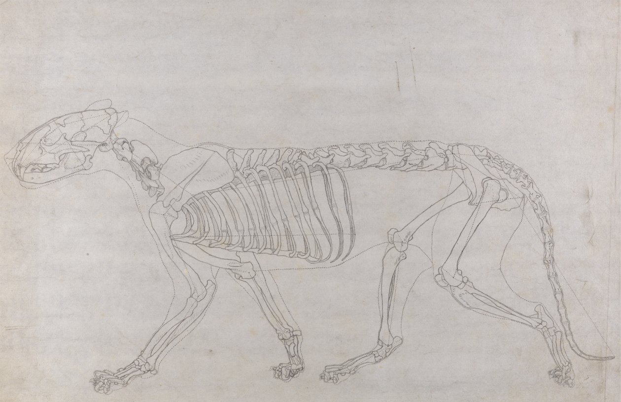 Studio di una tigre, vista laterale, da A Comparative Anatomical Exposition of the Structure of the Human Body with that of a Tiger and a Common Fowl da George Stubbs