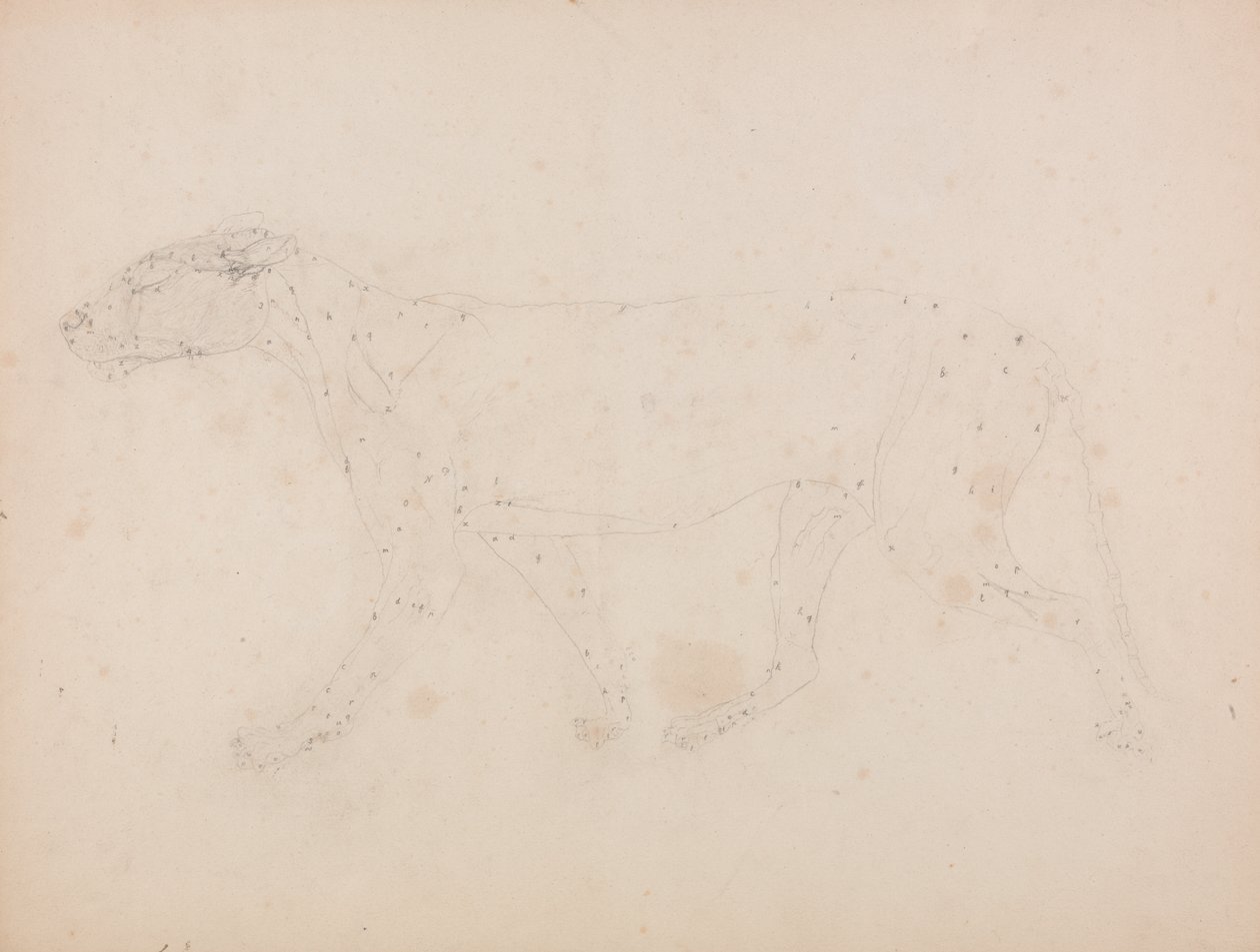 Studio di una tigre, vista laterale, da A Comparative Anatomical Exposition of the Structure of the Human Body with that of a Tiger and a Common Fowl da George Stubbs