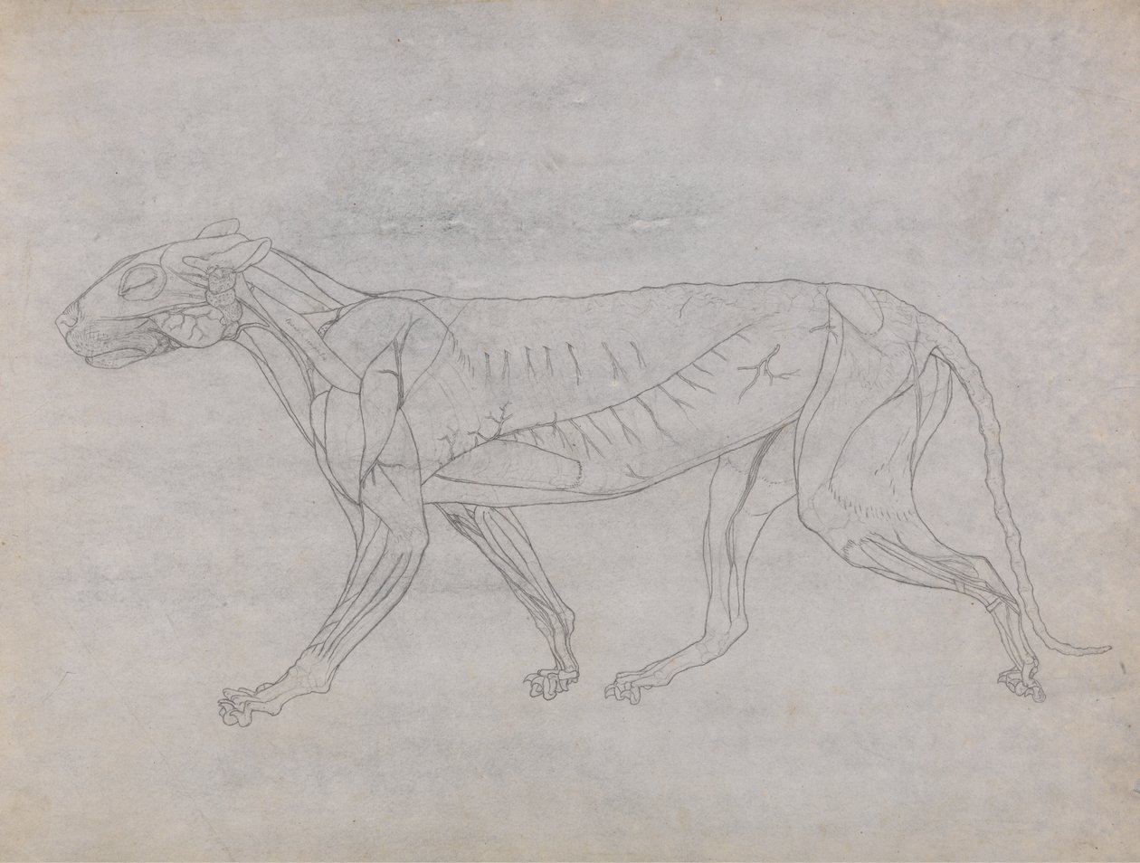 Studio di una tigre, vista laterale, da A Comparative Anatomical Exposition of the Structure of the Human Body with that of a Tiger and a Common Fowl da George Stubbs