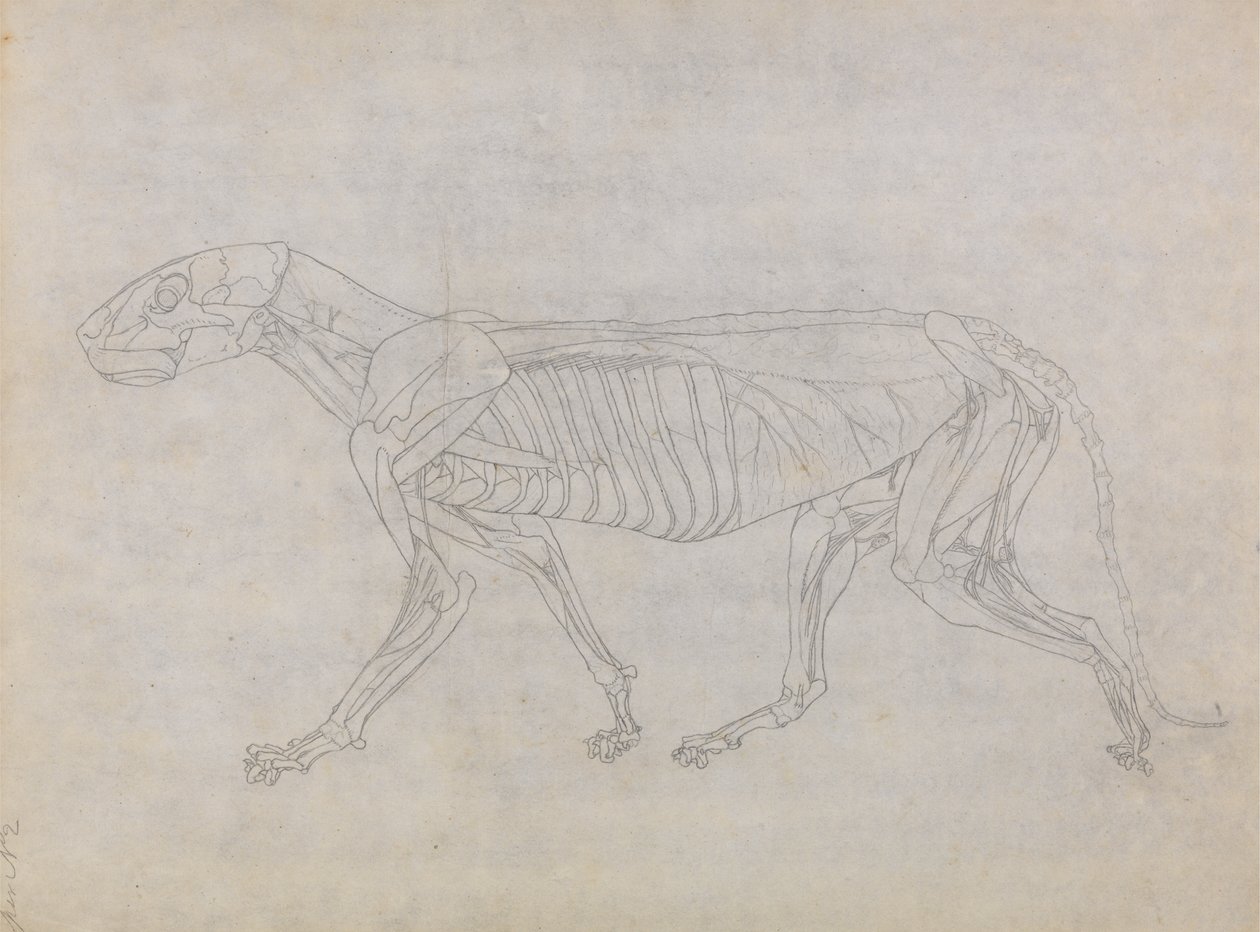 Studio di una tigre, vista laterale, da A Comparative Anatomical Exposition of the Structure of the Human Body with that of a Tiger and a Common Fowl da George Stubbs