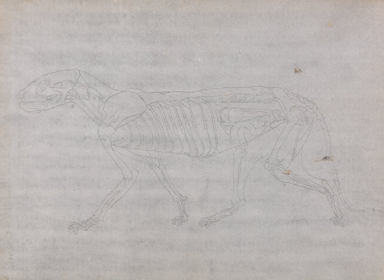 Studio di una tigre, vista laterale, da A Comparative Anatomical Exposition of the Structure of the Human Body with that of a Tiger and a Common Fowl da George Stubbs