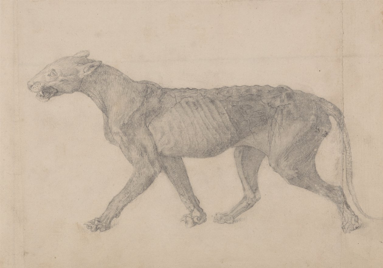 Studio di una tigre, vista laterale, da A Comparative Anatomical Exposition of the Structure of the Human Body with that of a Tiger and a Common Fowl da George Stubbs