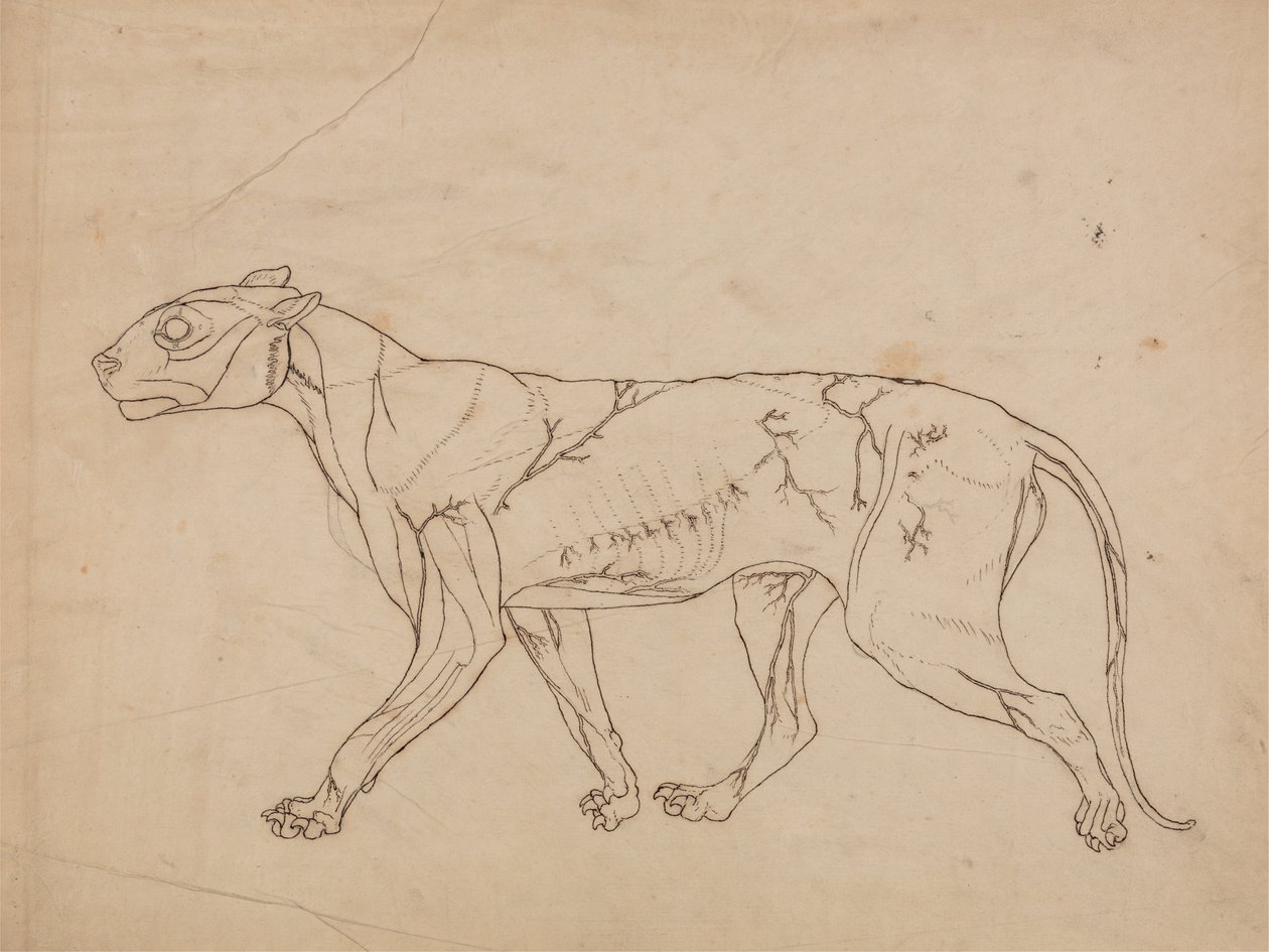 Studio di una tigre, vista laterale, da A Comparative Anatomical Exposition of the Structure of the Human Body with that of a Tiger and a Common Fowl da George Stubbs