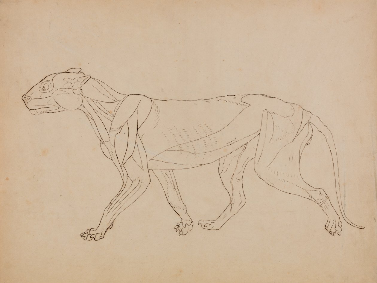Studio di una tigre, vista laterale, da A Comparative Anatomical Exposition of the Structure of the Human Body with that of a Tiger and a Common Fowl da George Stubbs