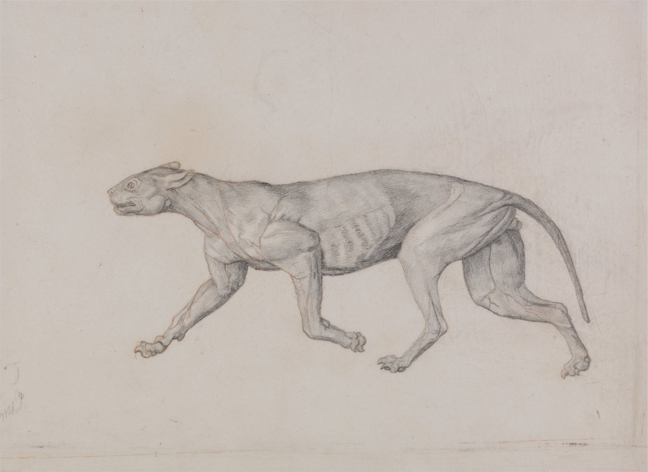 Studio di una tigre, vista laterale, da A Comparative Anatomical Exposition of the Structure of the Human Body with that of a Tiger and a Common Fowl da George Stubbs