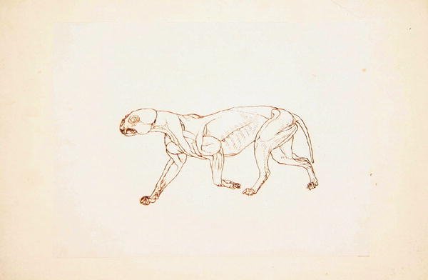 Studio di una tigre, vista laterale, da A Comparative Anatomical Exposition of the Structure of the Human Body with that of a Tiger and a Common Fowl da George Stubbs