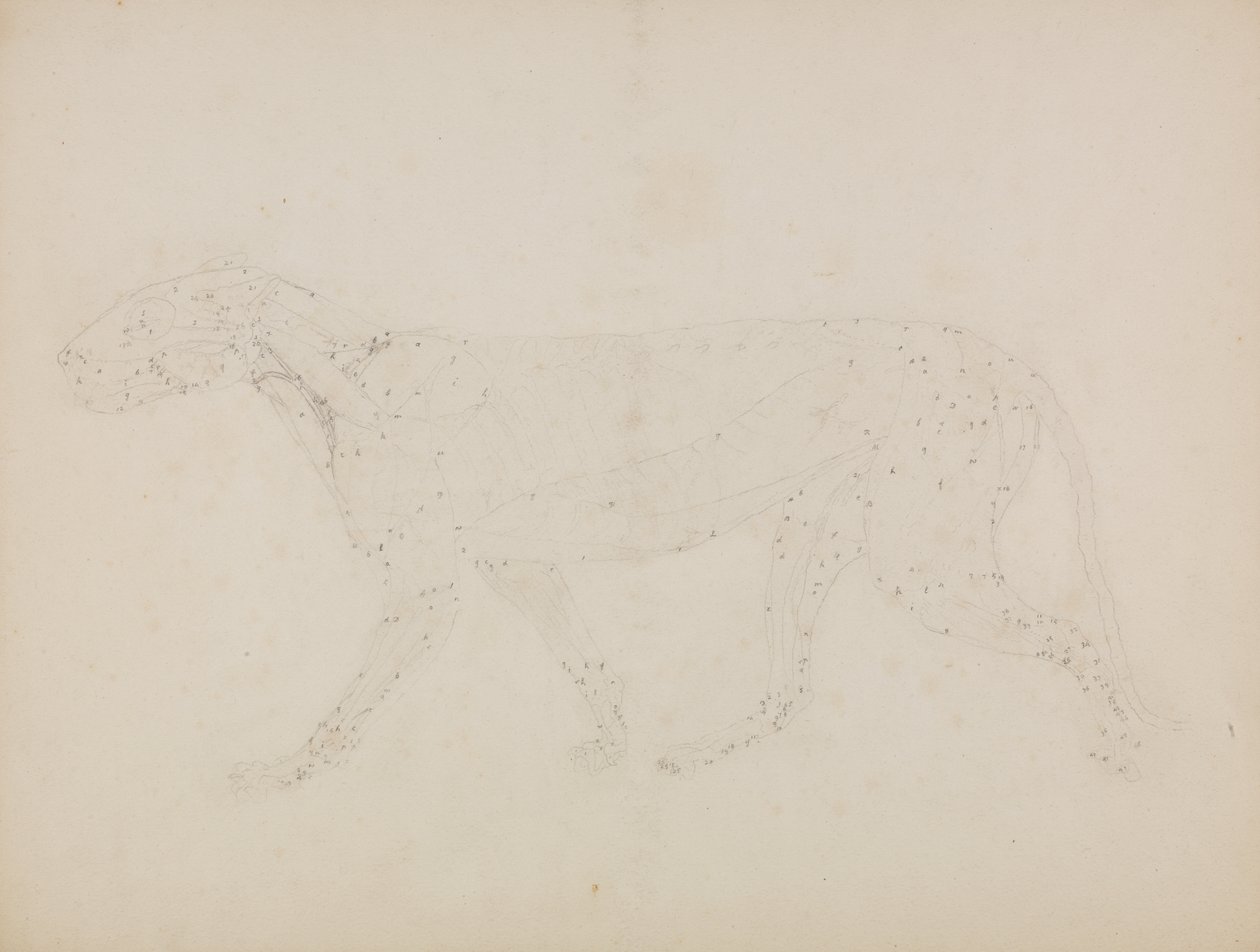 Studio di una tigre, vista laterale da George Stubbs