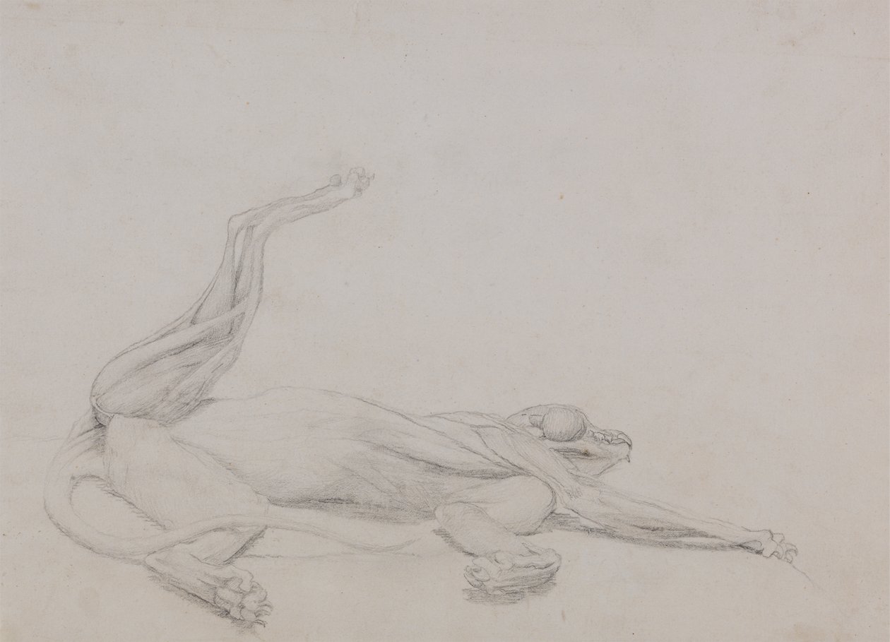 Studio di una tigre, sdraiata, vista ventrale, da A Comparative Anatomical Exposition of the Structure of the Human Body with that of a Tiger and a Common Fowl da George Stubbs