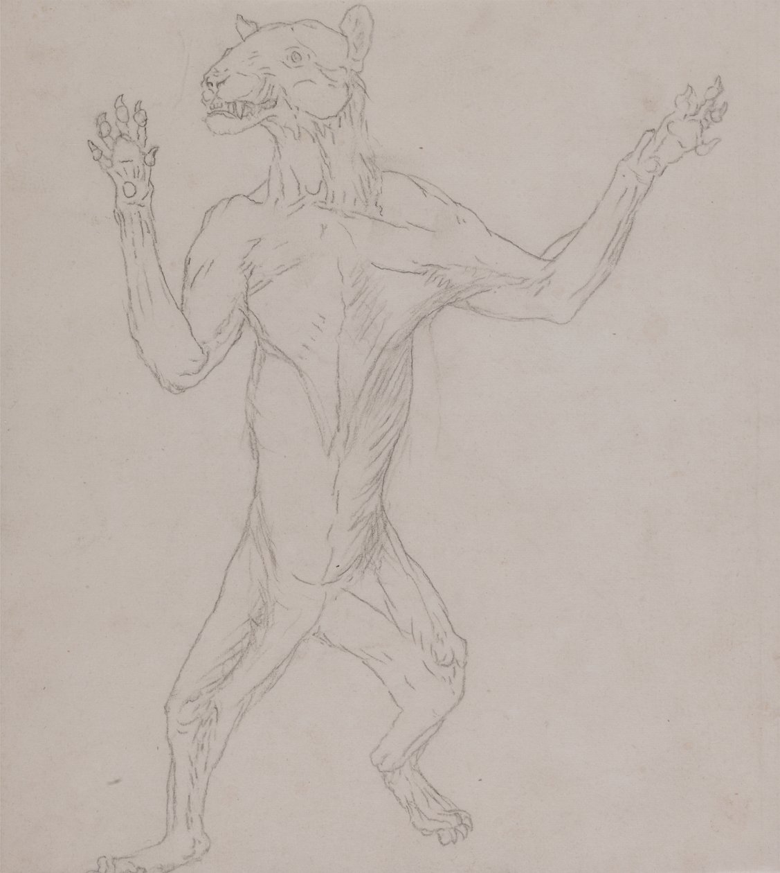 Studio di una tigre, in postura umana, da A Comparative Anatomical Exposition of the Structure of the Human Body with that of a Tiger and a Common Fowl da George Stubbs