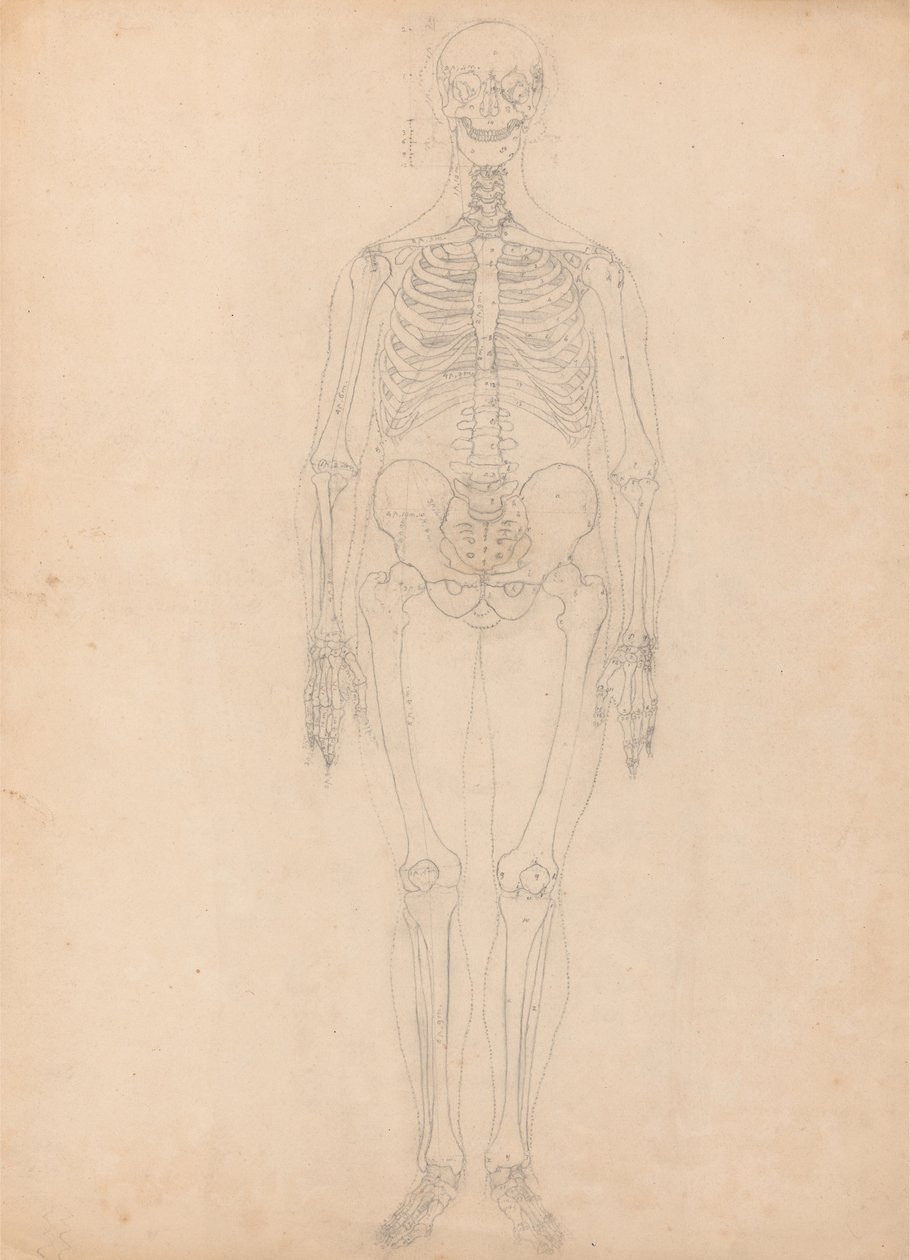 Studio della figura umana, vista anteriore, diagramma per la chiave alla tavola I, da A Comparative Anatomical Exposition of the Structure of the Human Body with that of a Tiger and a Common Fowl, c.1795-1806 da George Stubbs