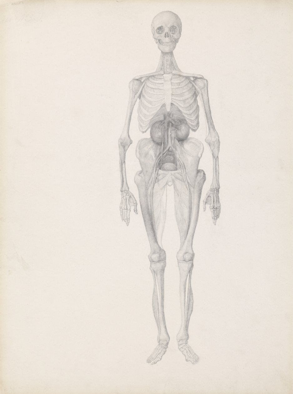 Studio della figura umana, vista anteriore, fase finale della dissezione, da 