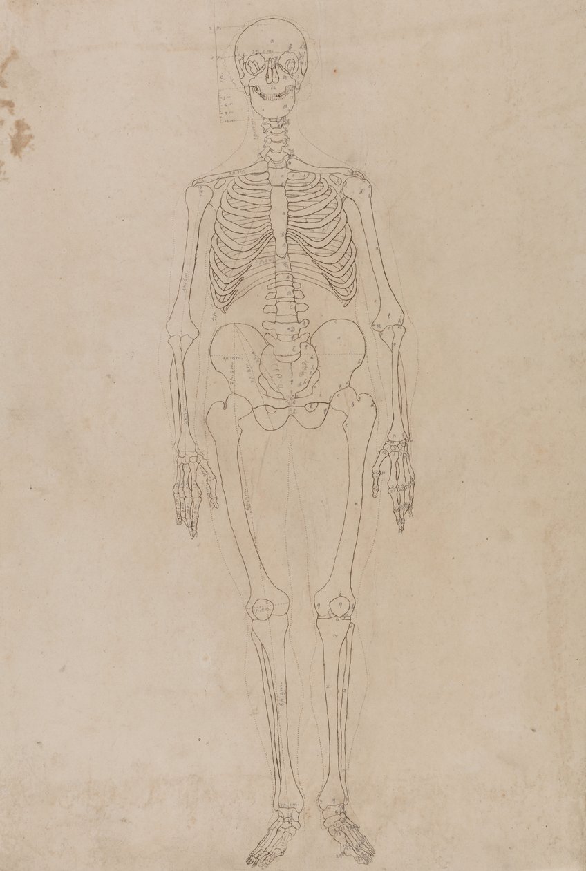 Studio della figura umana, vista anteriore, da Un