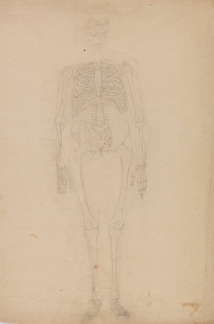 Studio della figura umana, vista anteriore, da Un