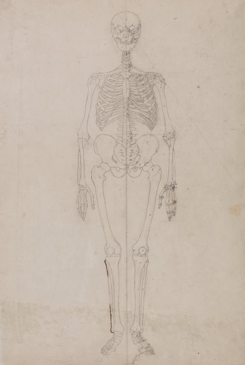 Studio della figura umana, vista anteriore, da A Comparative Anatomical Exposition of the Structure of the Human Body with that of a Tiger and a Common Fowl, c.1795-1806 da George Stubbs