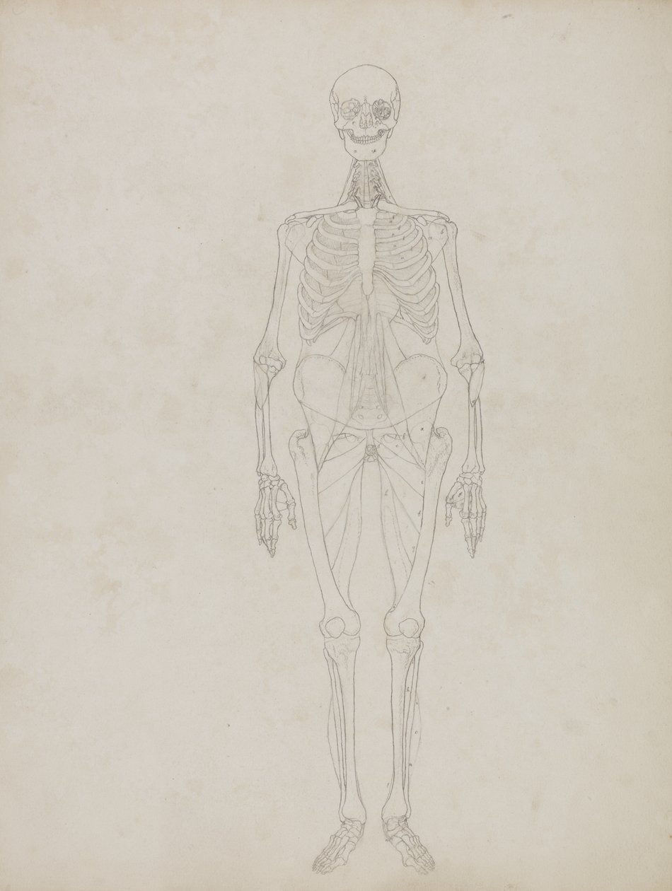 Studio della Figura Umana, Vista Anteriore, da 