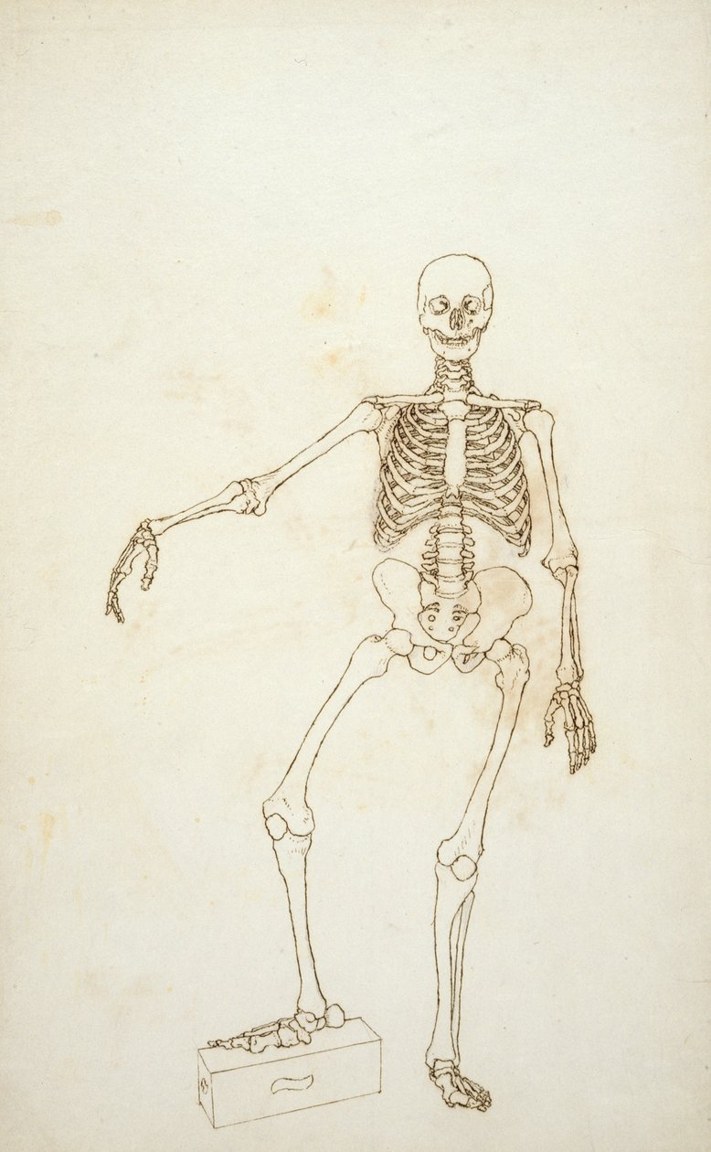 Studio della Figura Umana, Vista Anteriore, da 