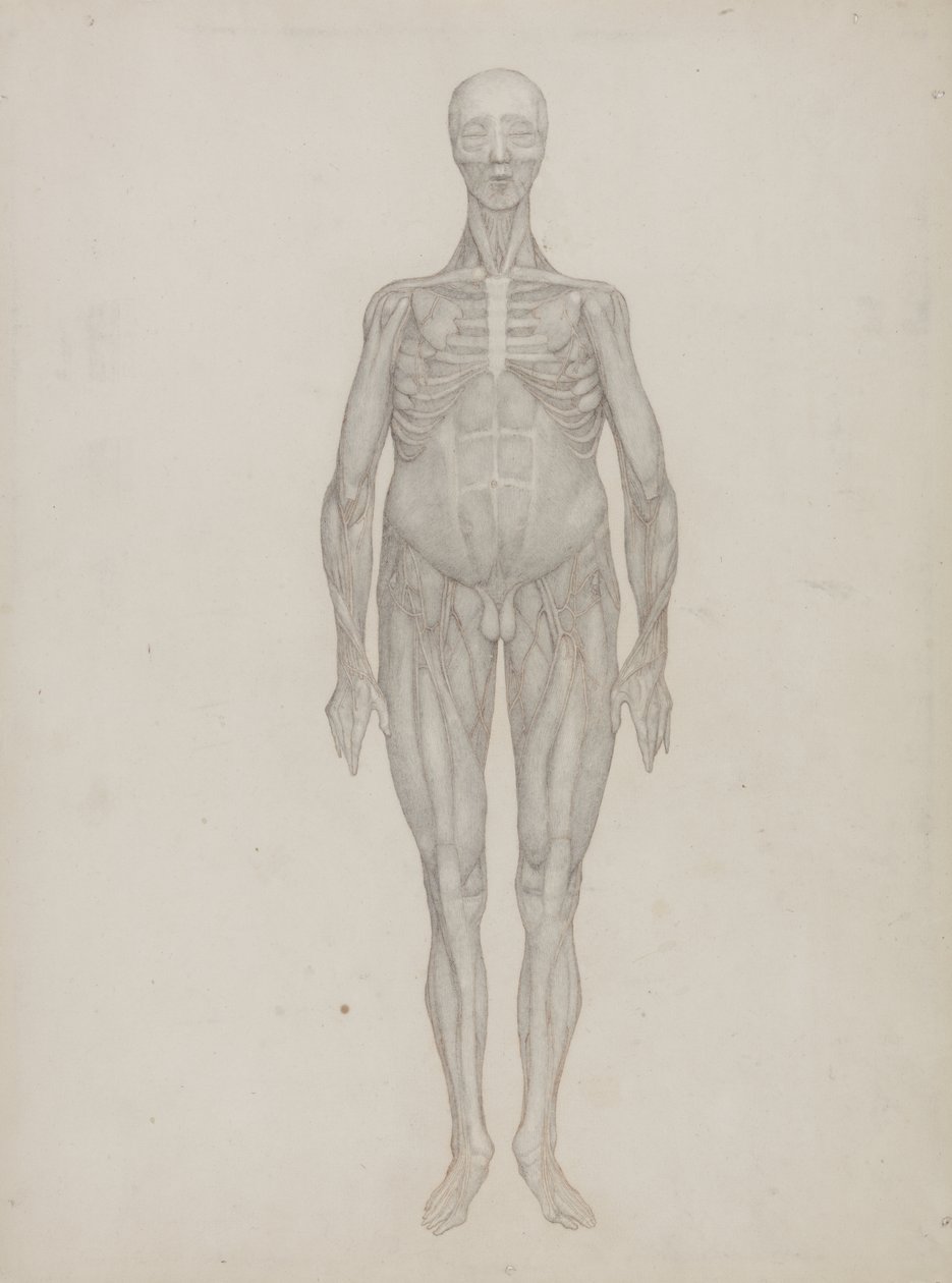 Studio della Figura Umana, Vista Anteriore, da 