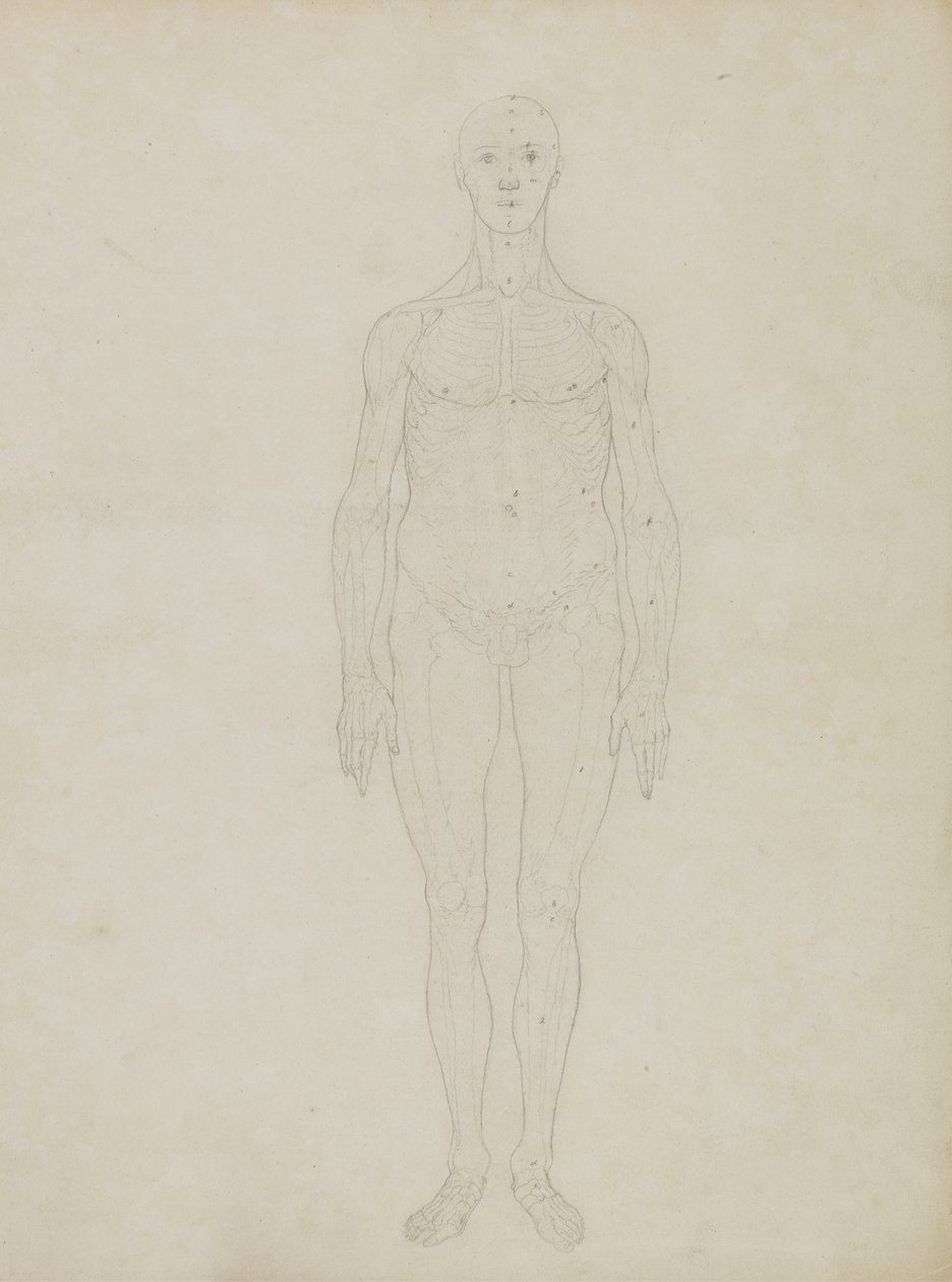 Studio della Figura Umana, Vista Anteriore, da 