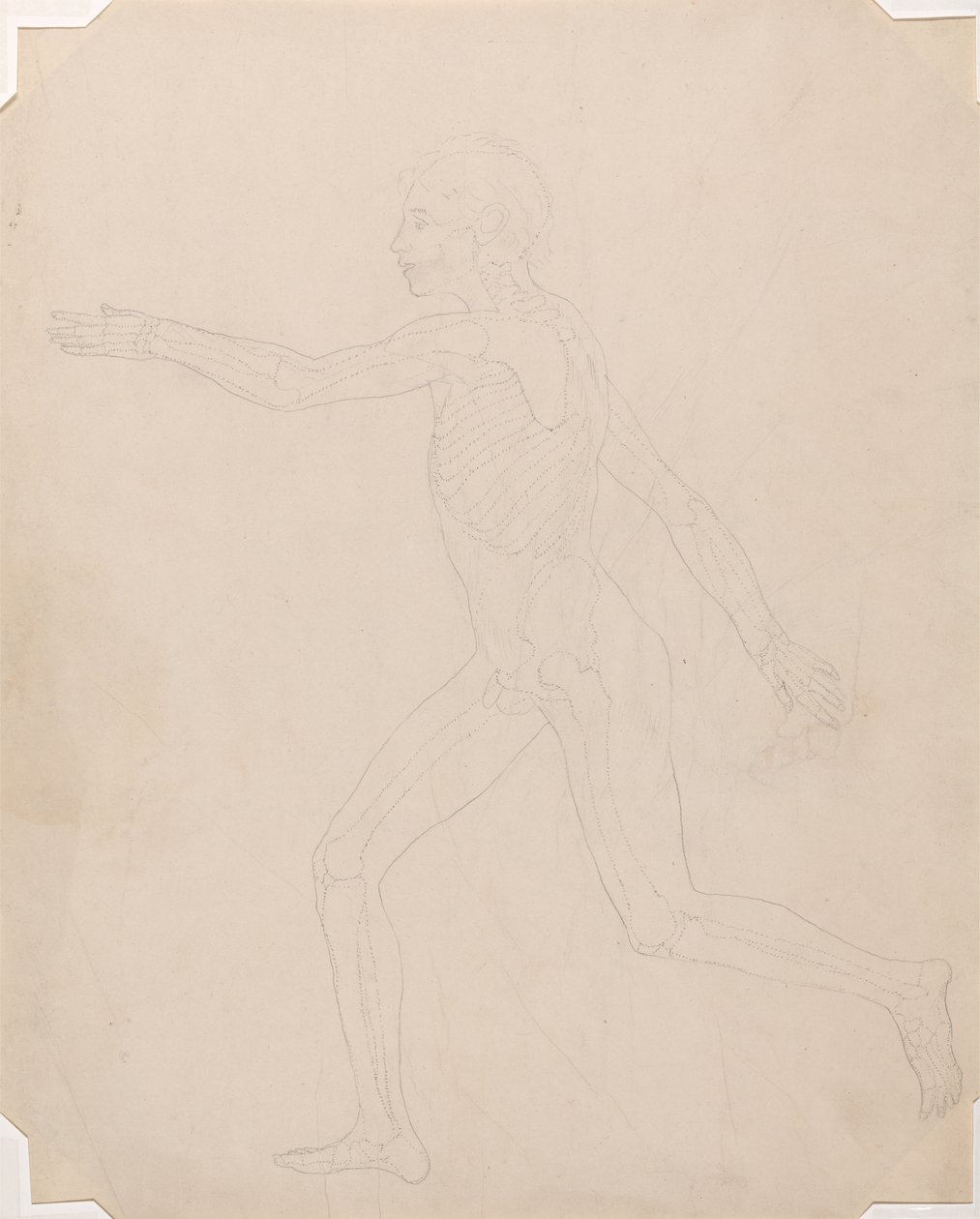 Studio della figura umana, vista laterale, da A Comparative Anatomical Exposition of the Structure of the Human Body with that of a Tiger and a Common Fowl, c.1795-1806 da George Stubbs