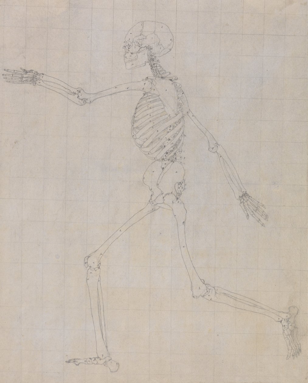 Studio della figura umana, vista laterale, studio finito per Tavola III, da A Comparative Anatomical Exposition of the Structure of the Human Body with that of a Tiger and a Common Fowl da George Stubbs