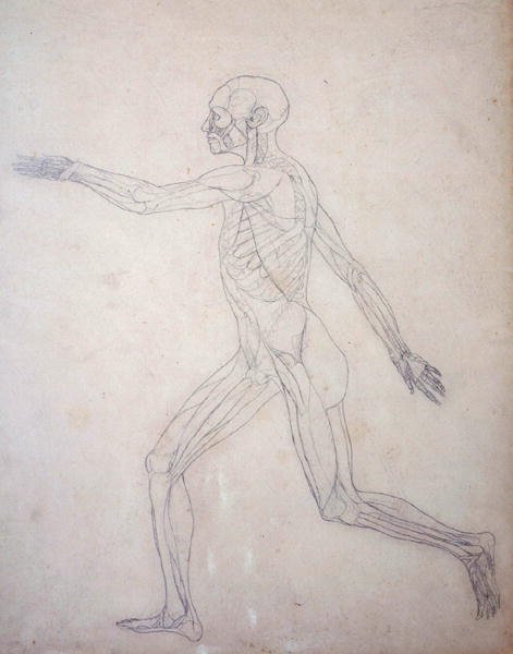 Studio della figura umana, vista laterale, da A Comparative Anatomical Exposition of the Structure of the Human Body with that of a Tiger and a Common Fowl, c.1795-1806 da George Stubbs