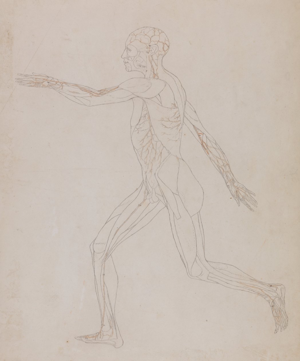 Studio della figura umana, vista laterale, da A Comparative Anatomical Exposition of the Structure of the Human Body with that of a Tiger and a Common Fowl, c.1795-1806 da George Stubbs