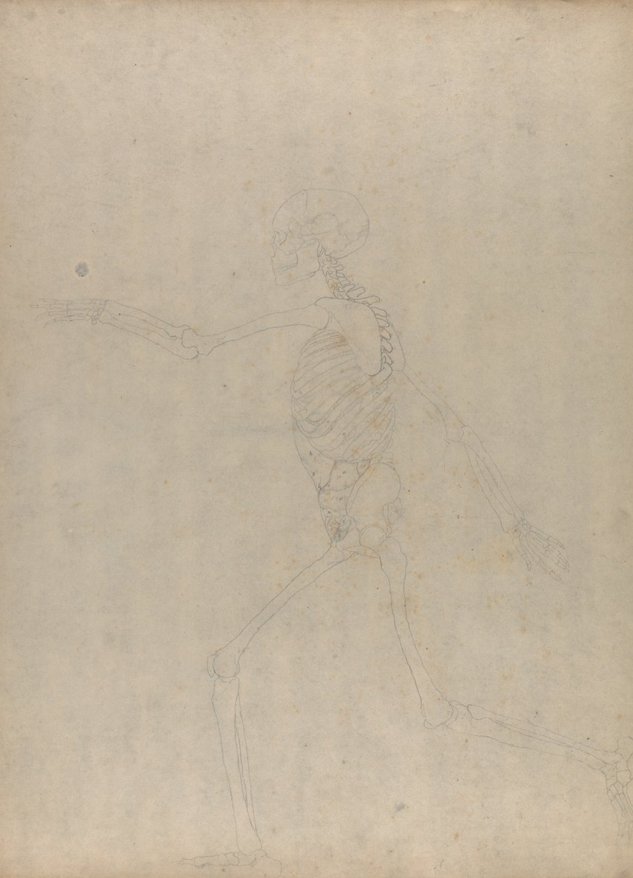 Studio della figura umana, vista laterale, da A Comparative Anatomical Exposition of the Structure of the Human Body with that of a Tiger and a Common Fowl da George Stubbs