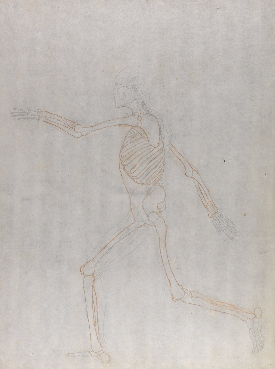 Studio della figura umana, vista laterale, da A Comparative Anatomical Exposition of the Structure of the Human Body with that of a Tiger and a Common Fowl da George Stubbs