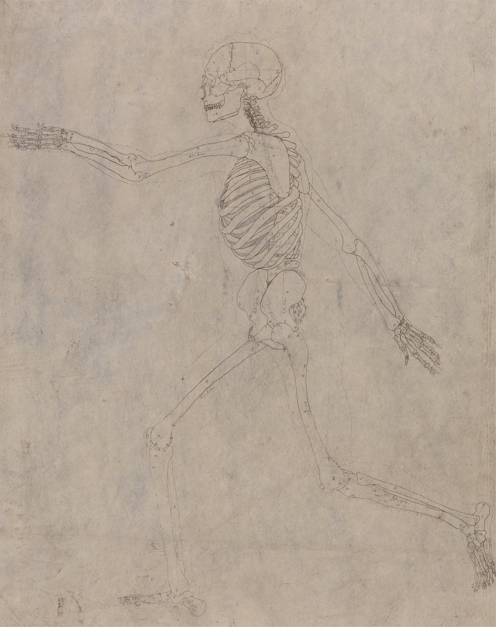 Studio della figura umana, vista laterale, da A Comparative Anatomical Exposition of the Structure of the Human Body with that of a Tiger and a Common Fowl da George Stubbs