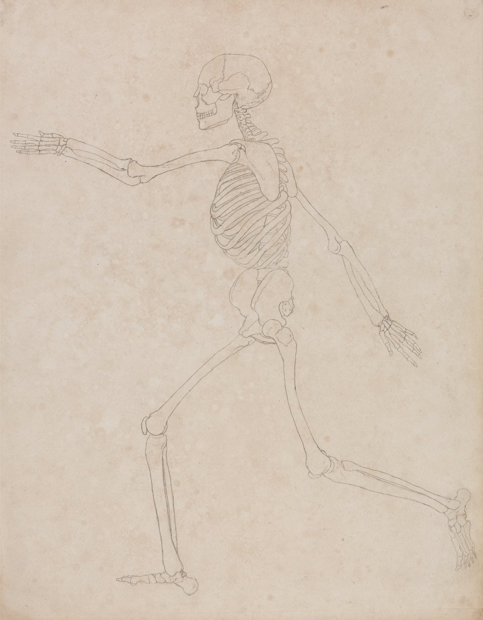 Studio della figura umana, vista laterale, da A Comparative Anatomical Exposition of the Structure of the Human Body with that of a Tiger and a Common Fowl da George Stubbs