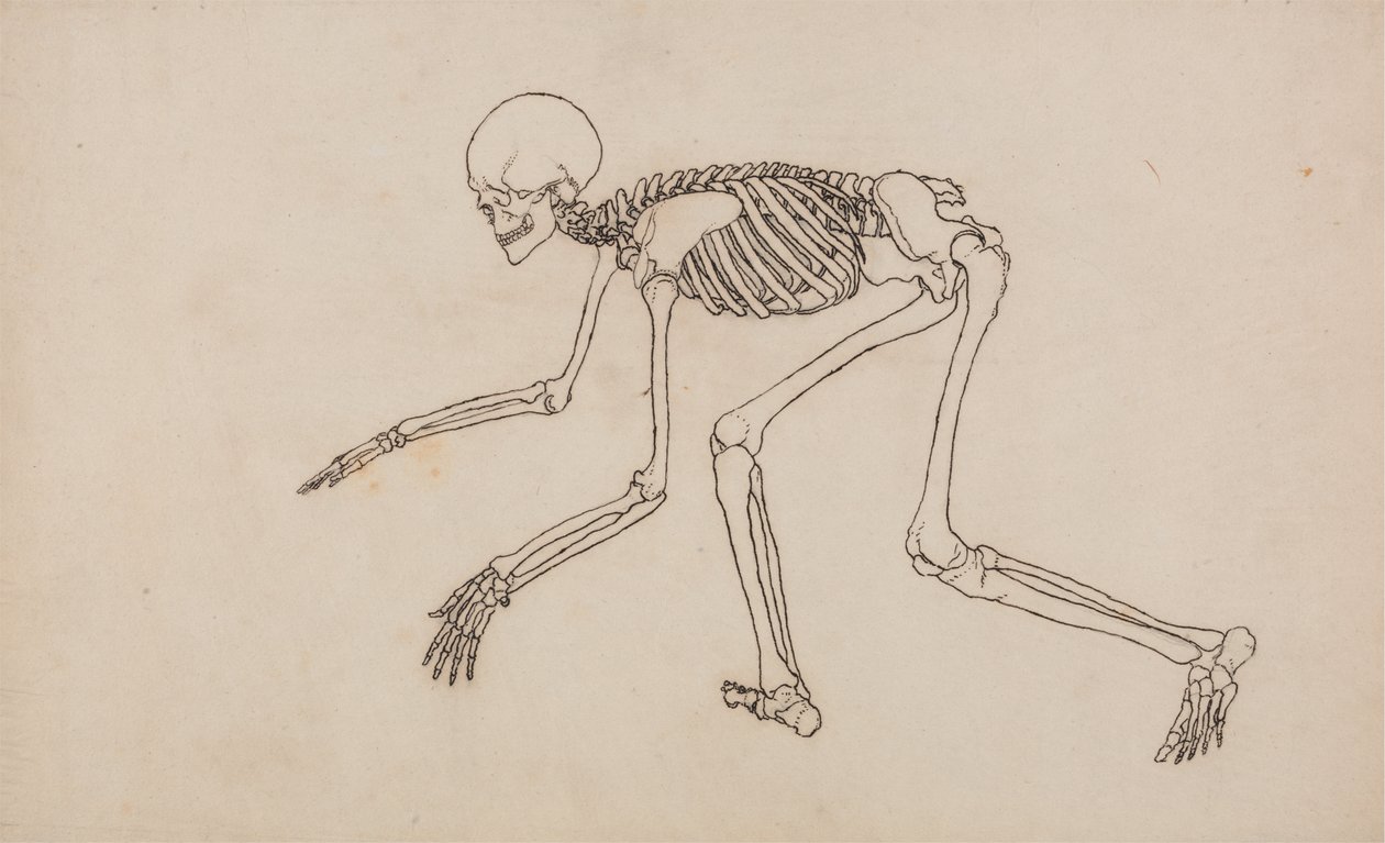 Studio della figura umana, vista laterale, da A Comparative Anatomical Exposition of the Structure of the Human Body with that of a Tiger and a Common Fowl da George Stubbs