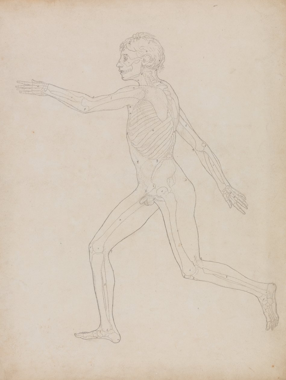 Studio della figura umana, vista laterale, da A Comparative Anatomical Exposition of the Structure of the Human Body with that of a Tiger and a Common Fowl, 1795-1806 da George Stubbs