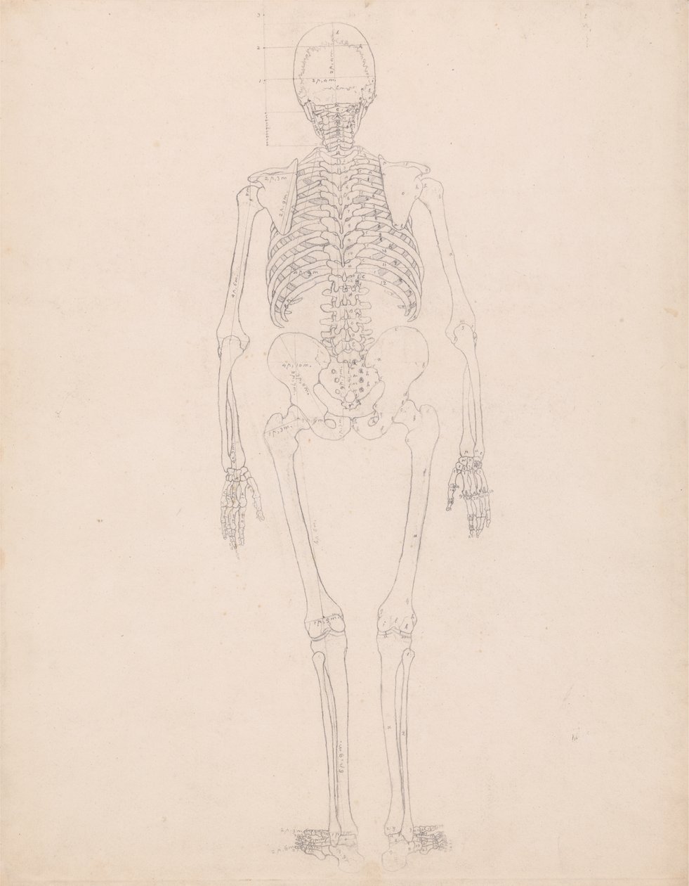 Studio della figura umana, vista posteriore, diagramma per la chiave alla tavola II, da A Comparative Anatomical Exposition of the Structure of the Human Body with that of a Tiger and a Common Fowl, c.1795-1806 da George Stubbs